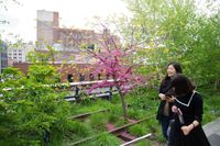 High Line2